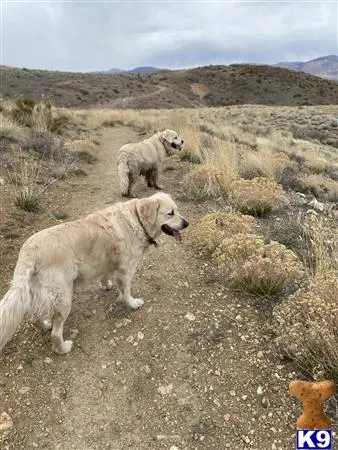 Golden Retriever female dog