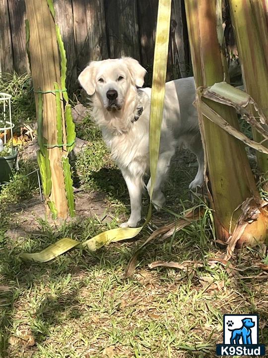 a golden retriever dog standing in a fence