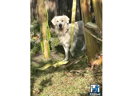 a golden retriever dog standing in a fence