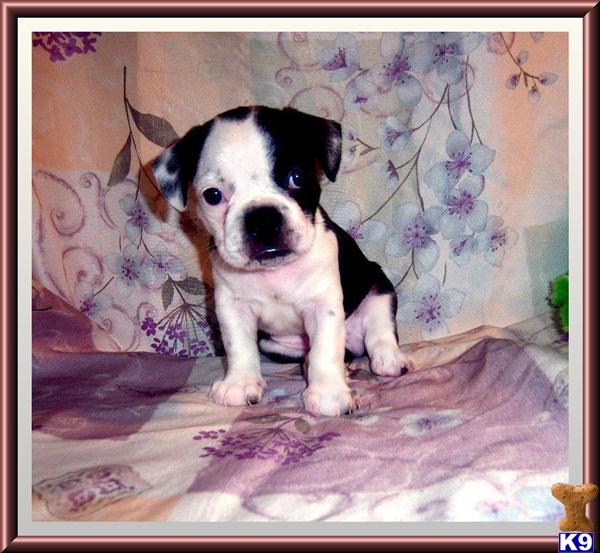 French Bulldog Puppy for Sale Playful Little Male Frenchton Puppy 13