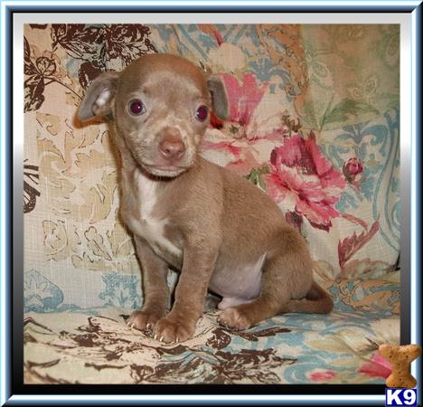 chihuahua puppy posted by rainysmigiel