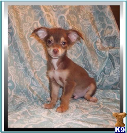 chihuahua puppy posted by rainysmigiel