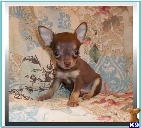corkie puppies for sale chihuahua puppy for sale corkie 3 years corkie puppies for sale chihuahua puppy for sale corkie 3 years