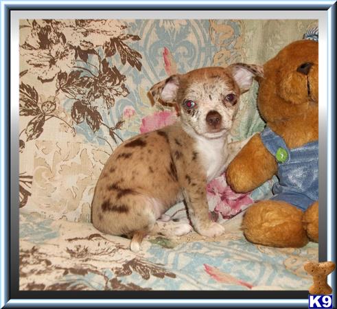 chihuahua puppy posted by rainysmigiel
