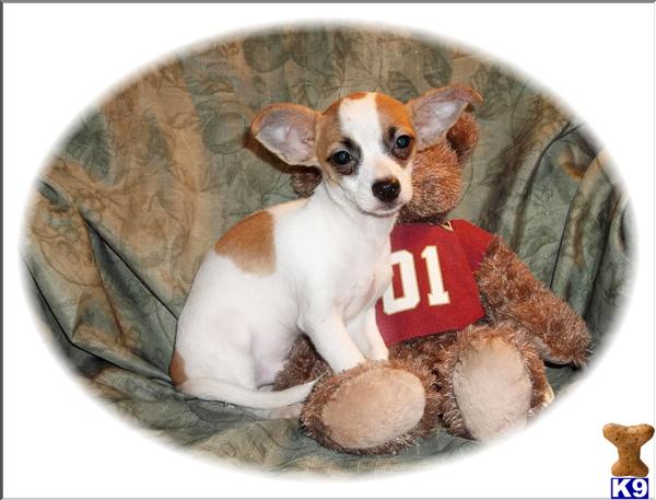 Chihuahua Puppy for Sale: Pretty Little White Tricolor Male Chihuahua 8