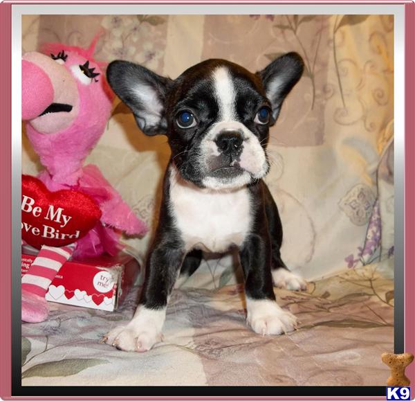 French Bulldog Puppy for Sale Beautiful Little Female Frenchton Puppy