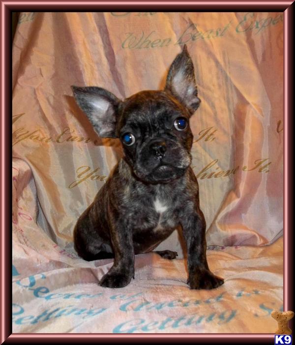 French Bulldog Puppy for Sale Cute Little Male Frenchton Puppy775