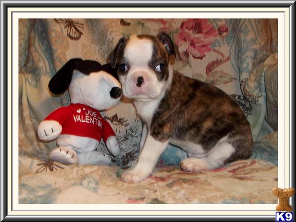 french bulldog puppy posted by rainysmigiel