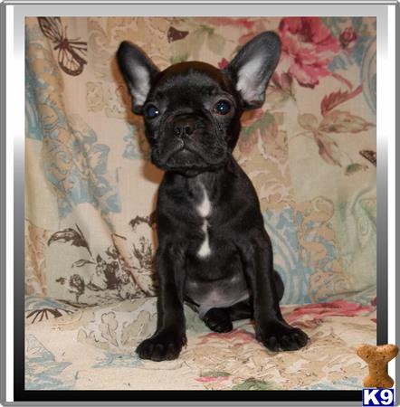 french bulldog puppy posted by rainysmigiel
