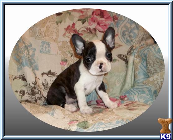 french bulldog puppy posted by rainysmigiel