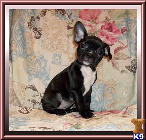 french bulldog puppy posted by rainysmigiel