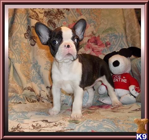 french bulldog puppy posted by rainysmigiel