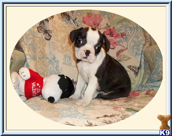 french bulldog puppy posted by rainysmigiel