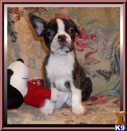 french bulldog puppy posted by rainysmigiel