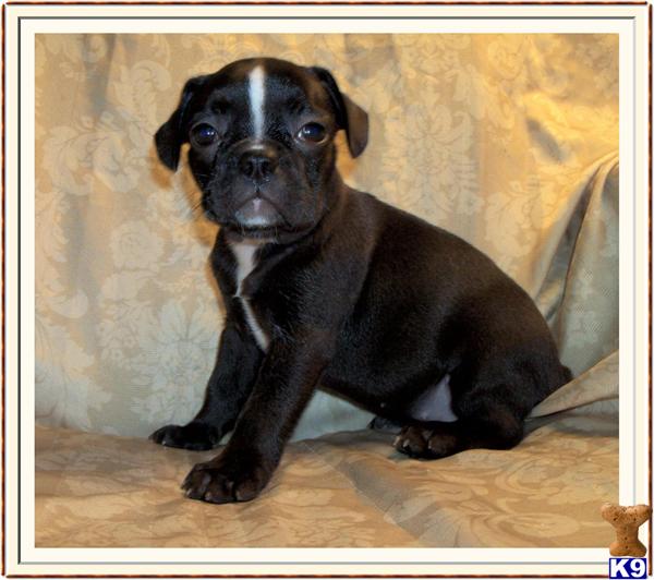 French Bulldog Puppy for Sale: Pretty Little Female Frenchton Puppy 12 ...