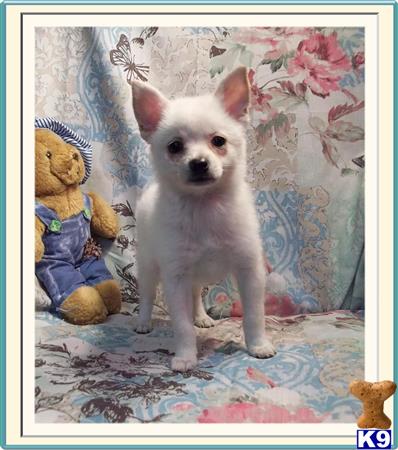 pomeranian puppy posted by rainysmigiel