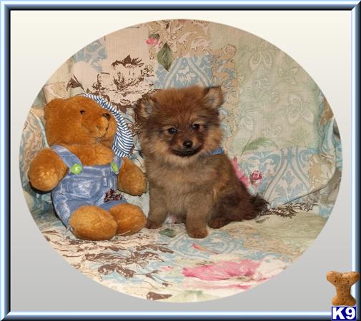 pomeranian puppy posted by rainysmigiel