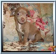 chihuahua puppy posted by rainysmigiel