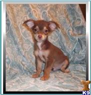 chihuahua puppy posted by rainysmigiel
