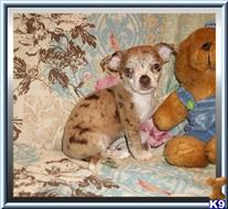 chihuahua puppy posted by rainysmigiel