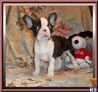 French Bulldog