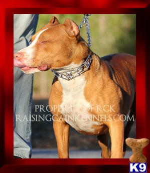 American Pit Bull dog