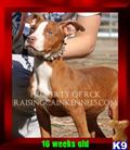 american pit bull puppy posted by raisingcainkennels