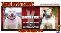 american pit bull puppy posted by raisingcainkennels