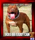 american pit bull puppy posted by raisingcainkennels