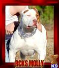 american pit bull puppy posted by raisingcainkennels