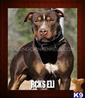 american pit bull puppy posted by raisingcainkennels
