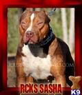 american pit bull puppy posted by raisingcainkennels