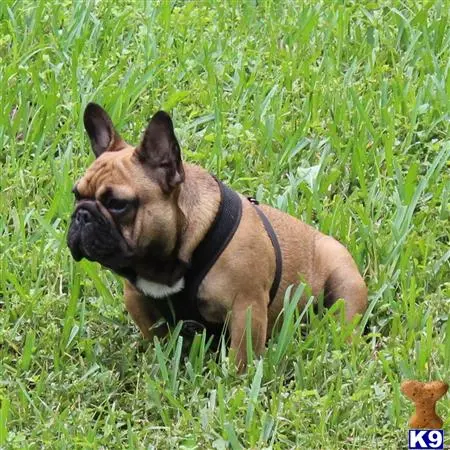 French Bulldog stud dog