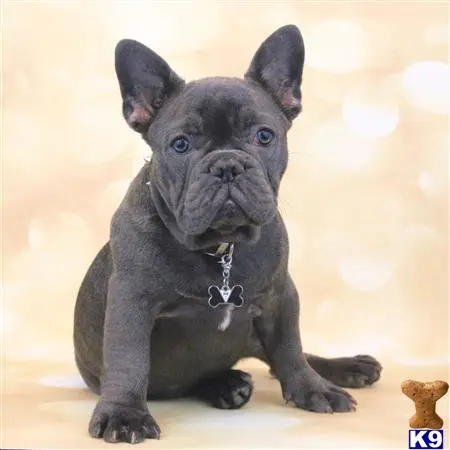 French Bulldog stud dog