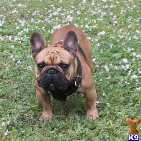 French Bulldog stud dog