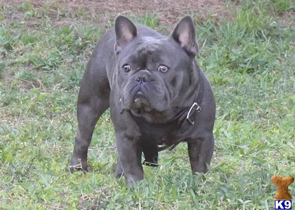 French Bulldog stud dog