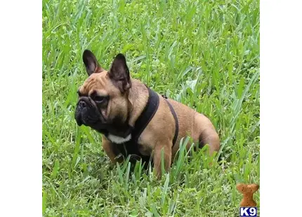 French Bulldog