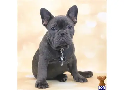 French Bulldog