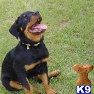 Rottweiler