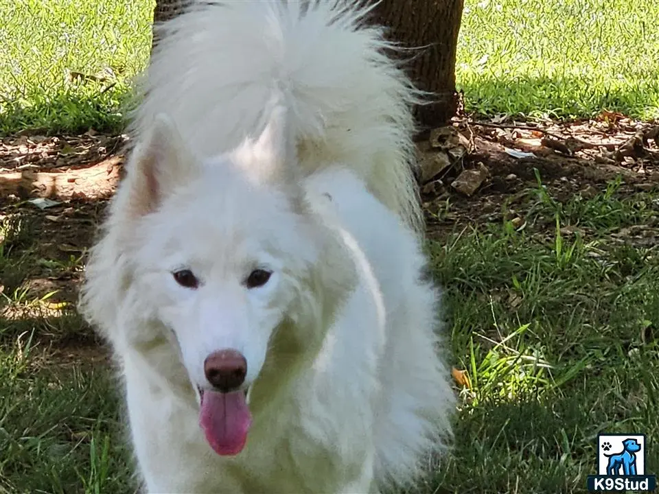 Siberian Husky female dog