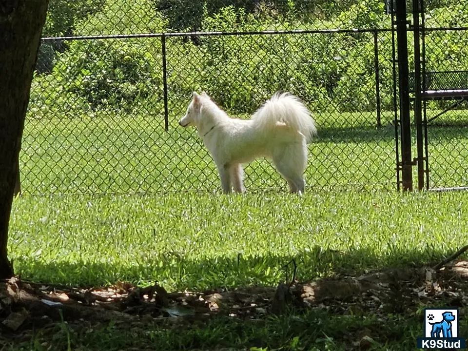 Siberian Husky female dog