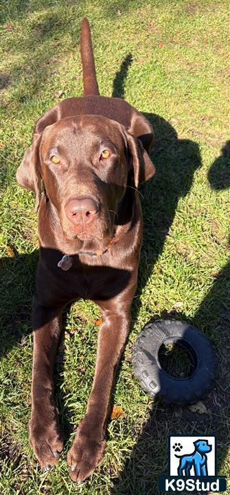 a labrador retriever dog with a stick in its mouth