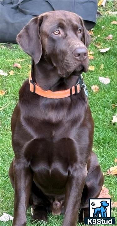 a labrador retriever dog sitting on grass