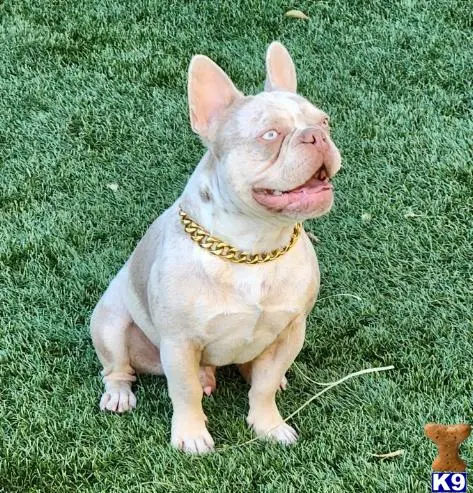 French Bulldog stud dog