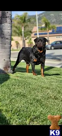 Rottweiler stud dog