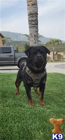 Rottweiler stud dog