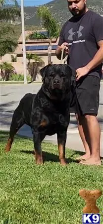 Rottweiler stud dog