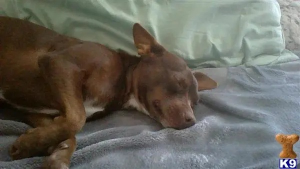 Chihuahua female dog: Brown Chihuahua sleeping on a gray blanket with a pillow
