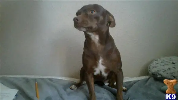 Chihuahua female dog: Brown Chihuahua with white markings sitting on a gray blanket