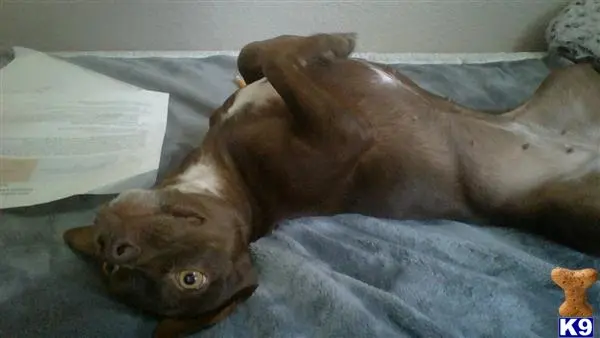 Chihuahua female dog: Brown Chihuahua lying on its back on a soft surface